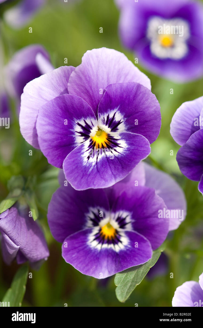Purple violas viola small pansy pansies bedding plants flowers flower