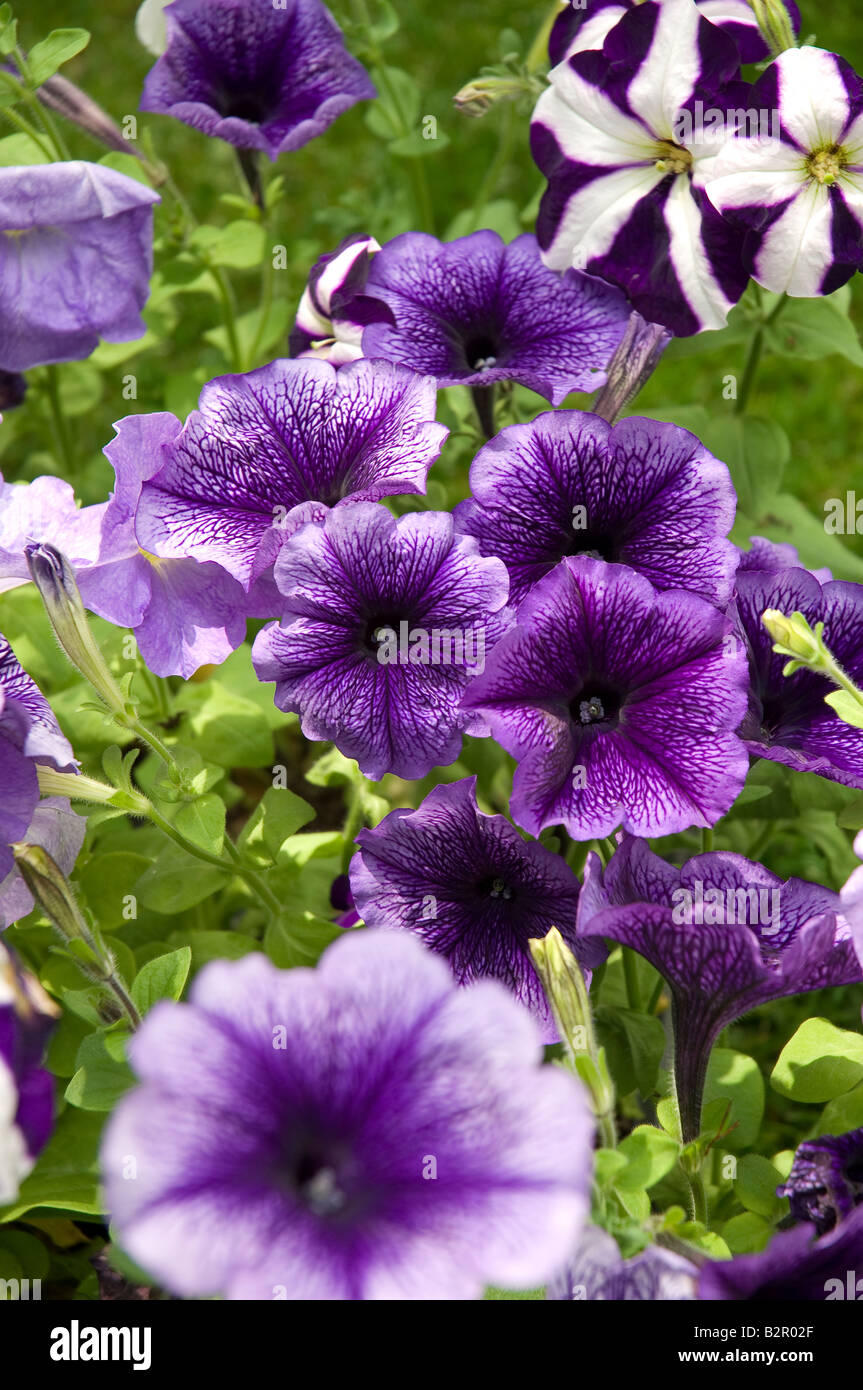 Petunia uk hi-res stock photography and images - Alamy