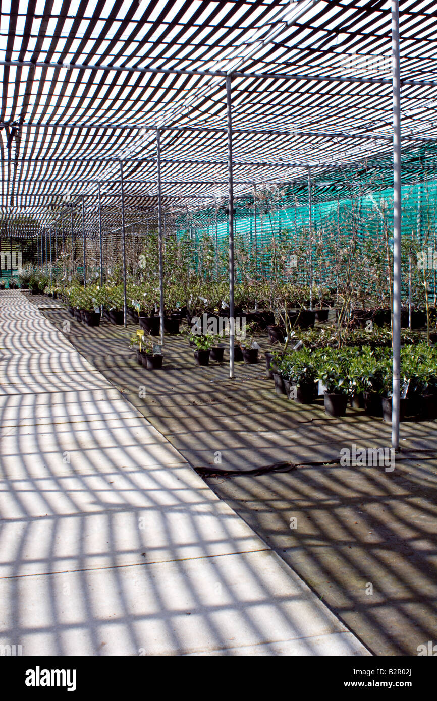 Hardy nursery stock being grown in a shade house, UK Stock Photo Alamy