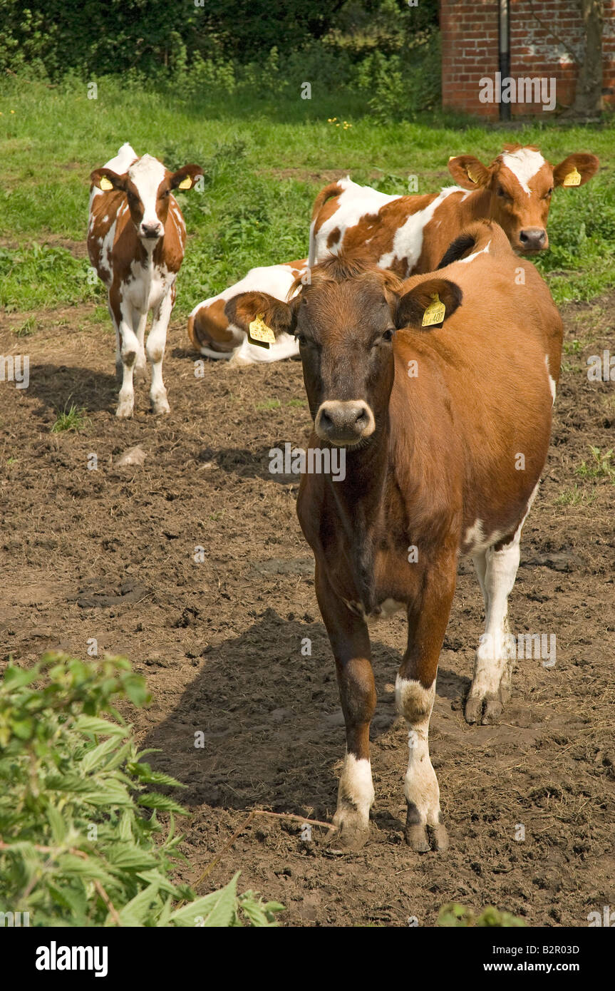 Small Herd of Ayrshire Calves cow cows on a Farm North Yorkshire England UK United Kingdom GB Great Britain Stock Photo