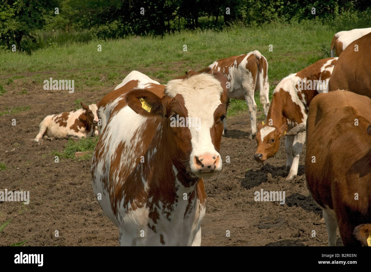 Close up of young Ayrshire cattle cow cows in a field North Yorkshire England UK United Kingdom GB Great Britain Stock Photo
