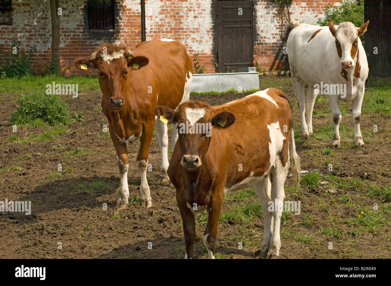 Young Ayrshire Cattle cow cows on a Farm North Yorkshire England UK United Kingdom GB Great Britain Stock Photo