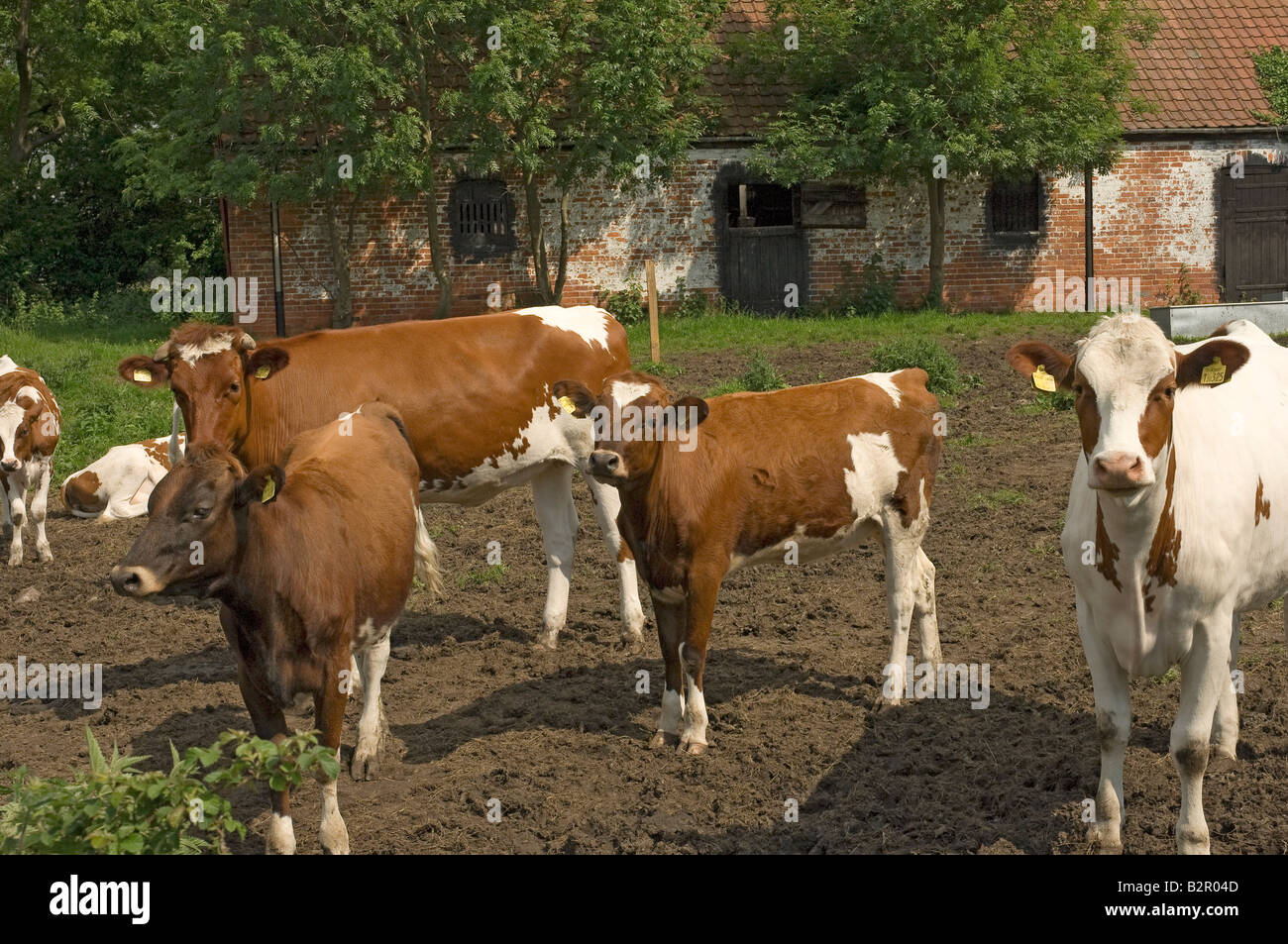 Ayrshire cattle cow cows livestock in a Farmyard Yorkshire England UK United Kingdom GB Great Britain Stock Photo