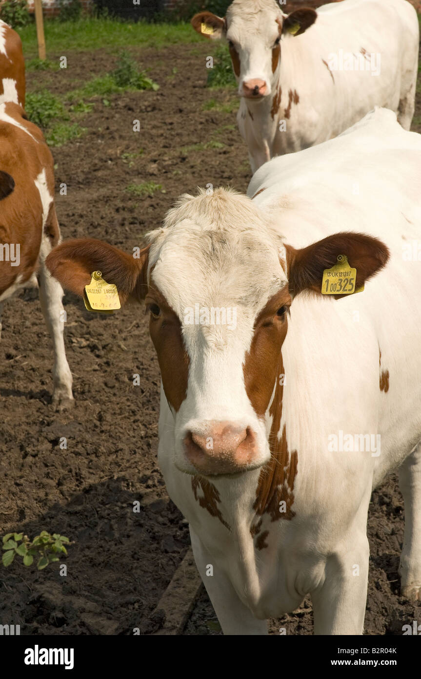 Ayrshire cattle cow cows close up North Yorkshire England UK United Kingdom GB Great Britain Stock Photo