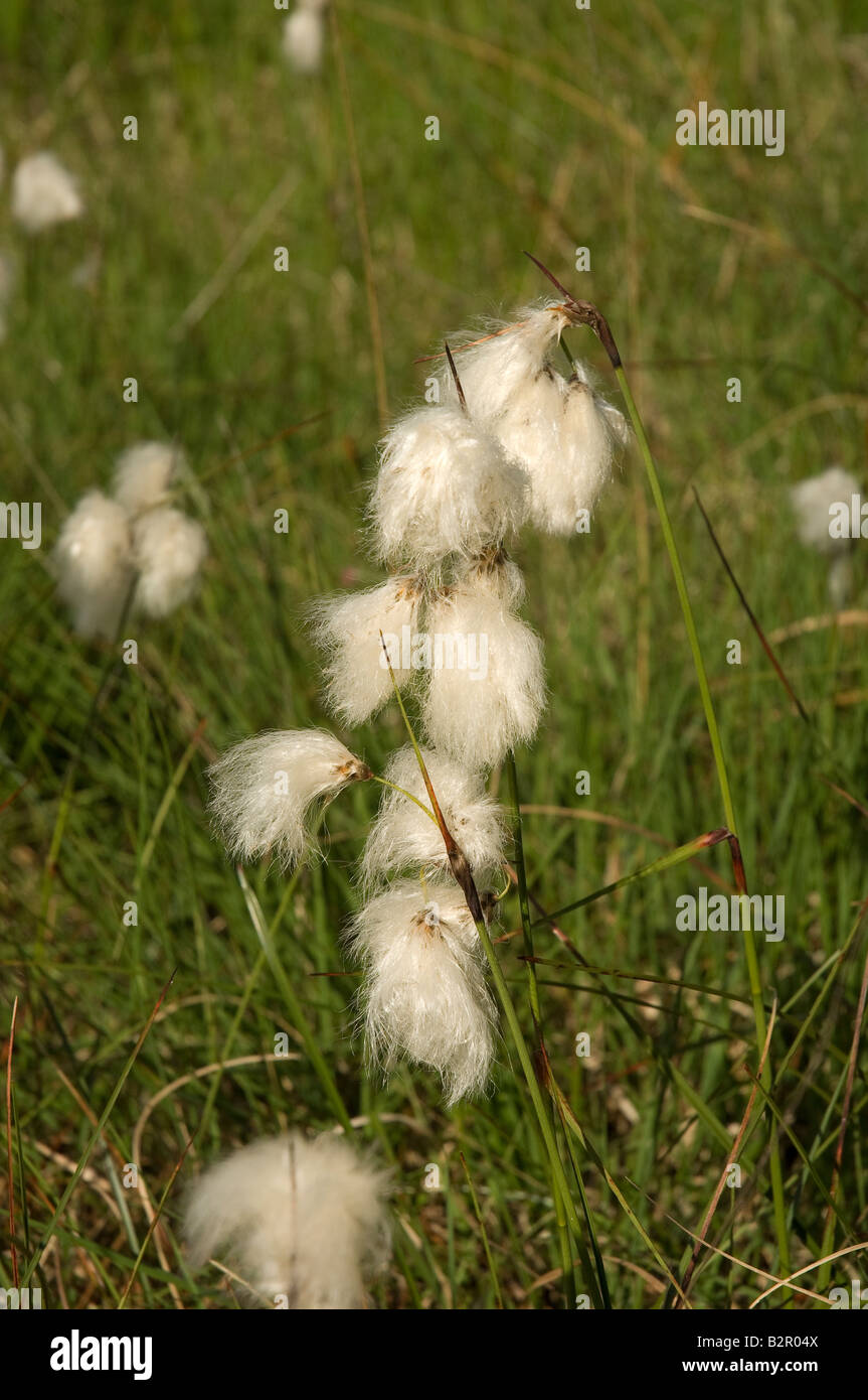 Closeup of Common Cottongrass eriophorum angustifolium growing in bog