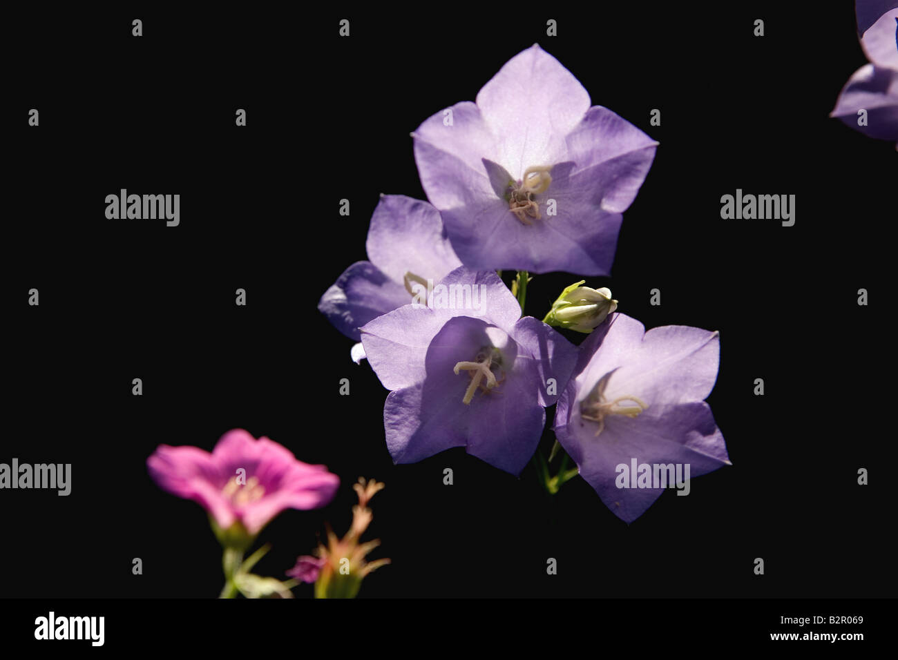 Blue campanula (bell flowers) back-lit against dark background Stock Photo