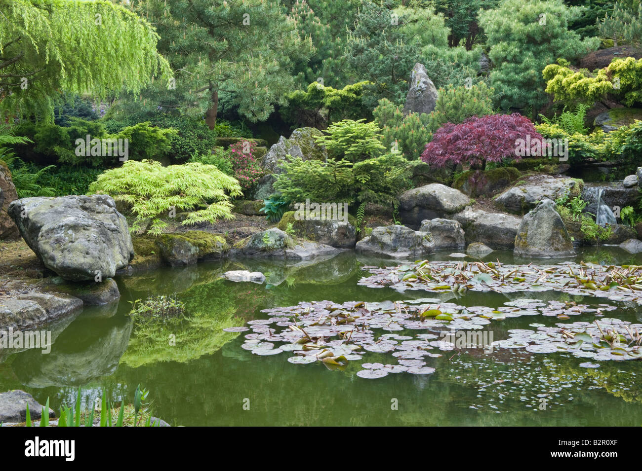 Garden pond with rocks, water lilies and trees in garden design by Bahaa Seedhom North Yorkshire England May Stock Photo