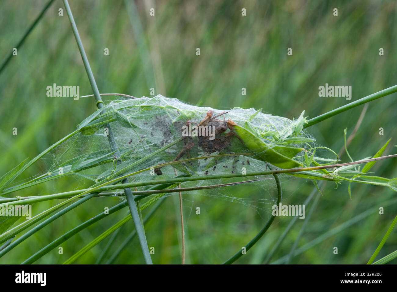 Spider (Araneae sp.) young in nest, Dalby Forest, North York Moors N.P., North Yorkshire, England, July Stock Photo