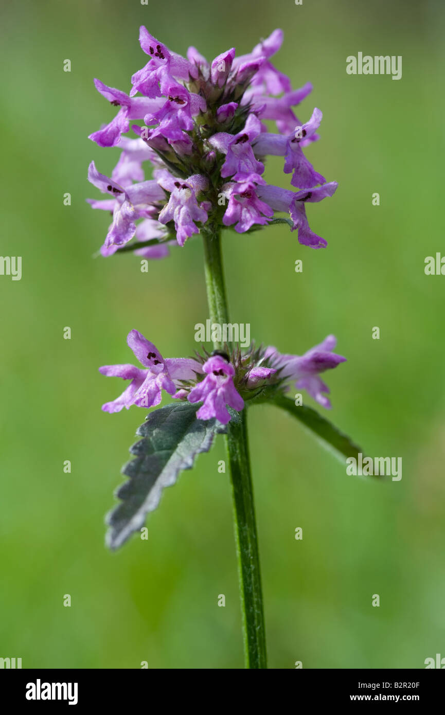 Marsh Woundwort (Stachys palustris) flower Dalby Forest North York Moors National Park North Yorkshire England UK Europe July Stock Photo