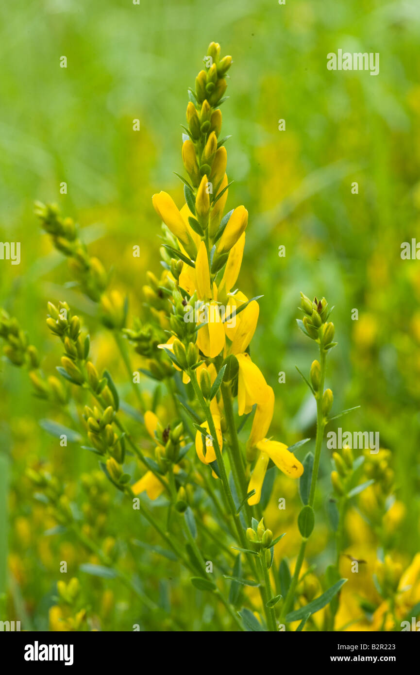 Dyer's Greenweed or Greenwood Genista tinctoria bush in flower Miller's  Dale Derbyshire UK Europe July Stock Photo - Alamy