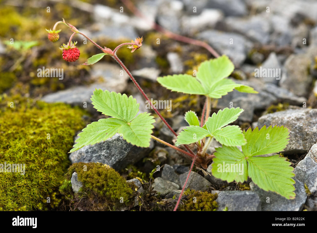 Wild Strawberry Fragaria vesca fruit and leaves grows in old quarry Miller's Dale Derbyshire UK Europe July Stock Photo