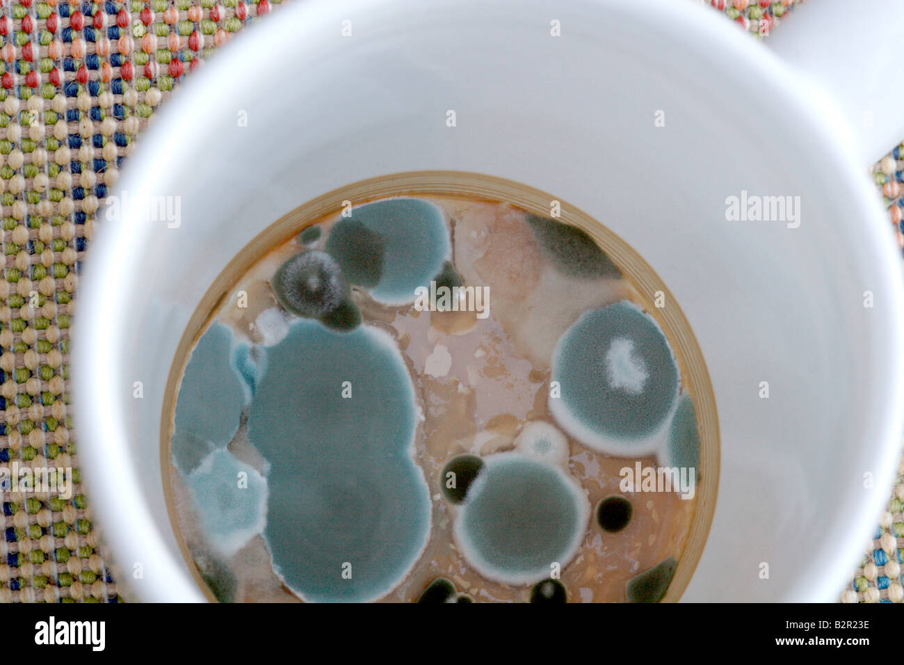 Mold growing on a cup of tea that was left for weeks Stock Photo Alamy