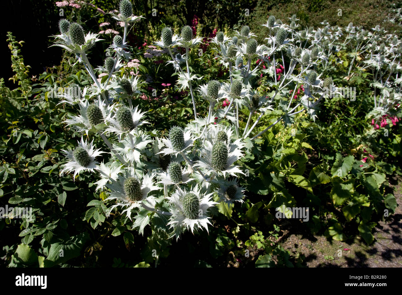 Blue sea holly blue distel Erygium alpinum Cotswold garden UK Stock
