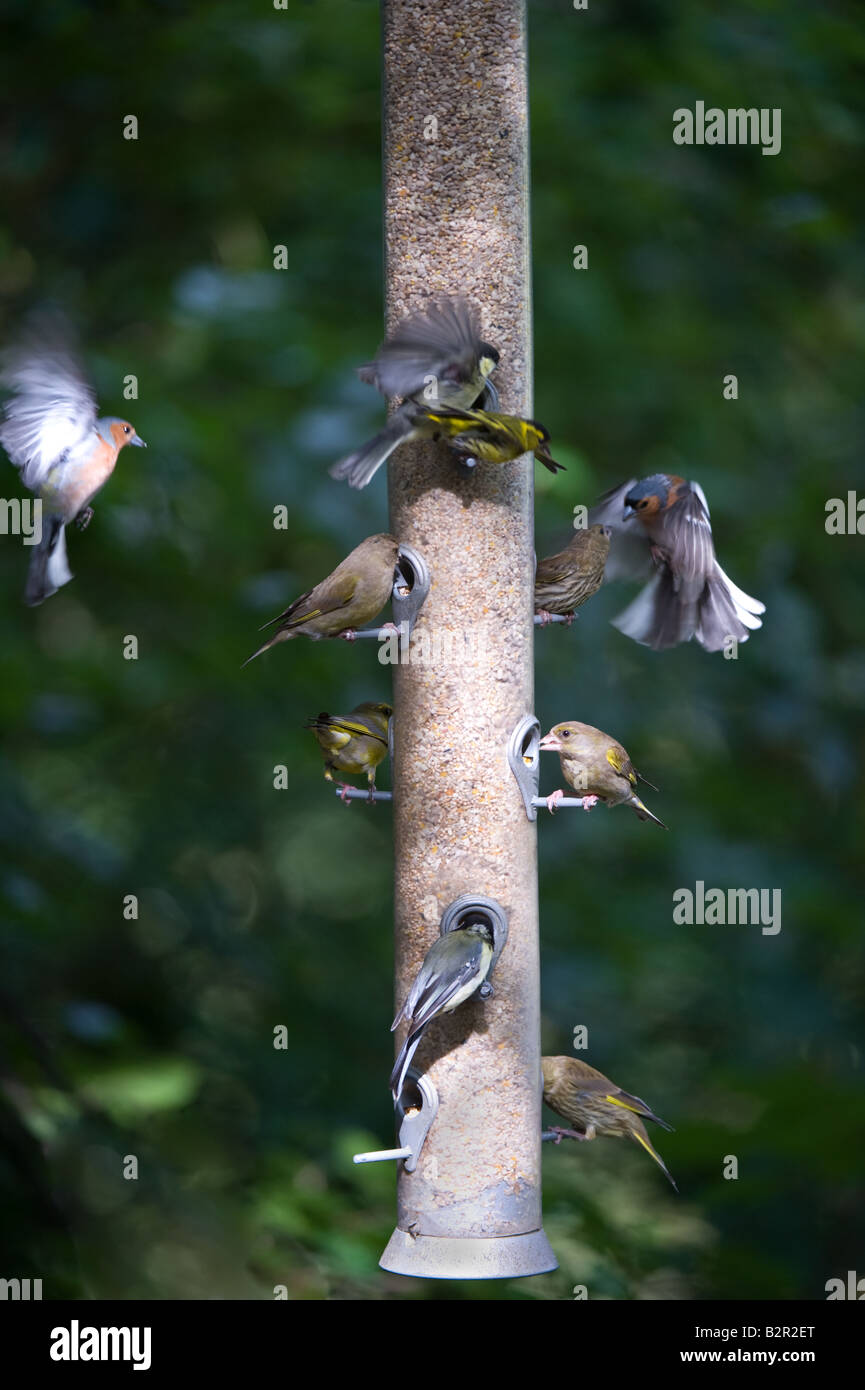 Birds At Birdfeeder Rspb Conwy Nature Reserve Conwy North Wales Uk