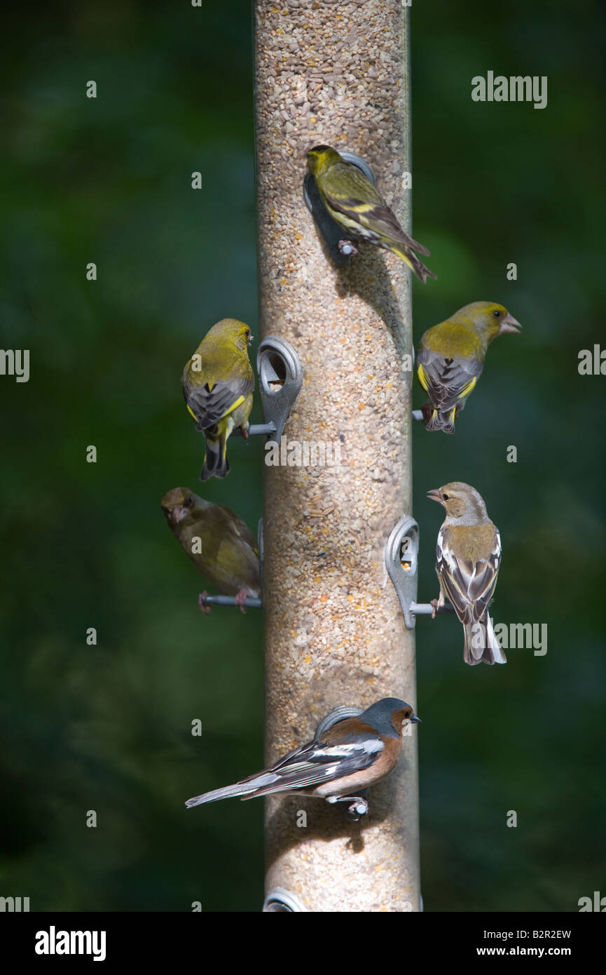 Birds at birdfeeder RSPB Conwy Nature Reserve Conwy North Wales UK Europe June Stock Photo