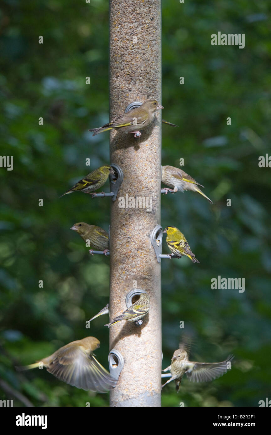 Birds at birdfeeder RSPB Conwy Nature Reserve Conwy North Wales UK Europe June Stock Photo