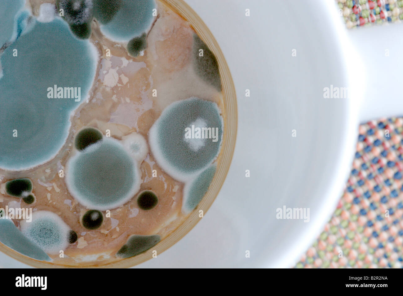 Mold growing on a cup of tea that was left for weeks Stock Photo Alamy