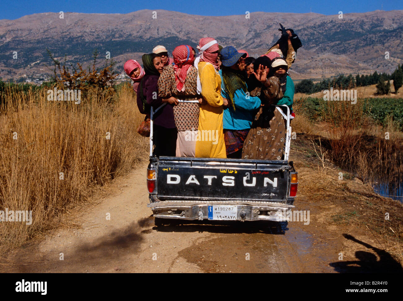Workers on pick up truck at vineyard, Lebanon Stock Photo Alamy
