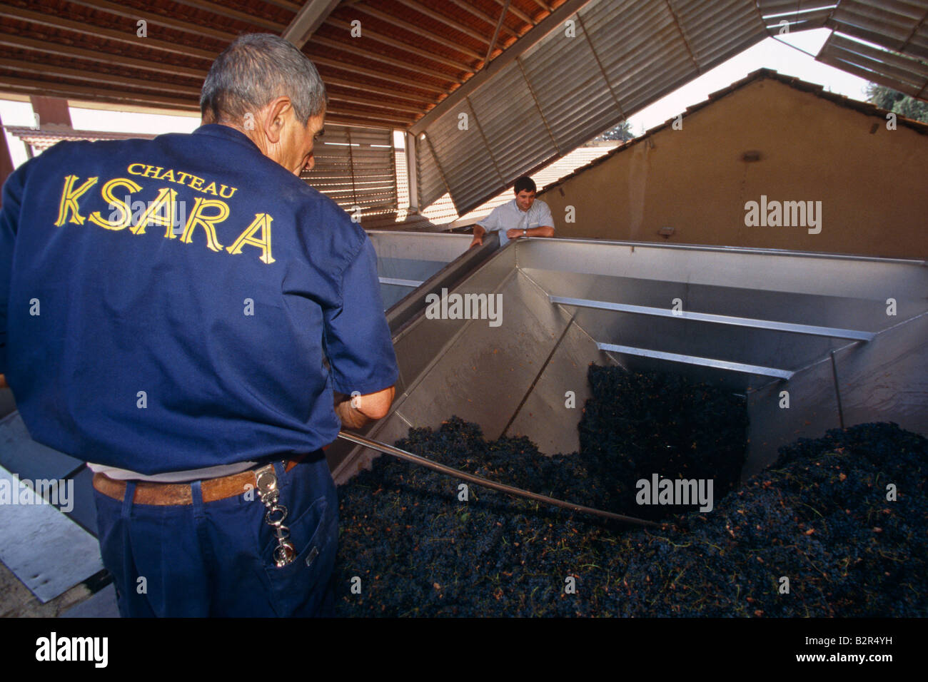 Workers at winery preparing grapes for fermentation in wine hopper