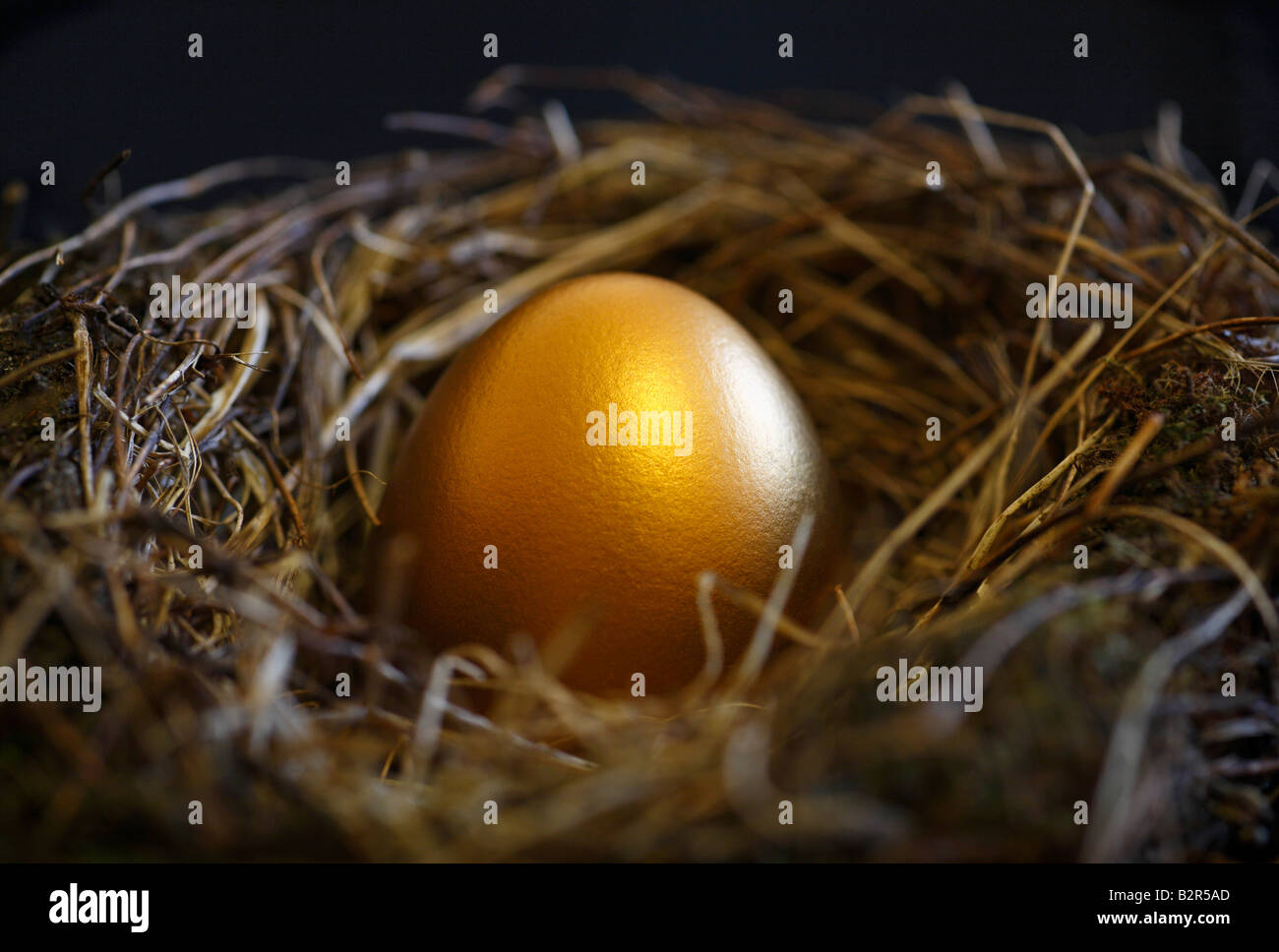 A golden egg in a nest. Stock Photo