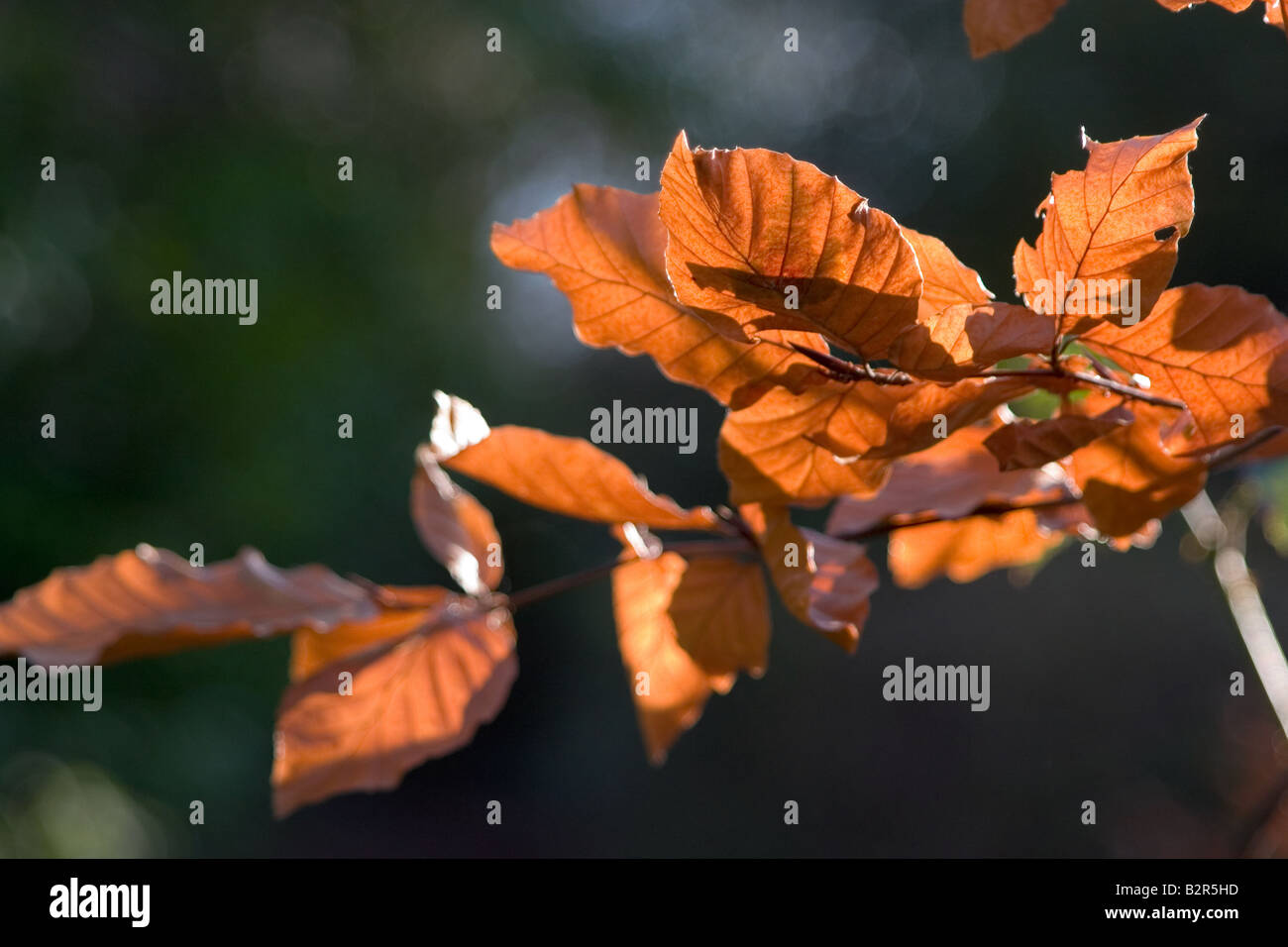 Beech leaves in autumn hi-res stock photography and images - Alamy