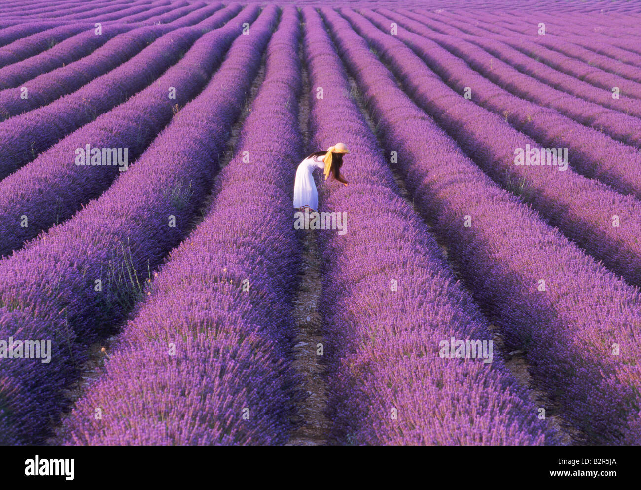 Side view of lady with hat and basket in white dress picking lavender on farm in Provence France Stock Photo