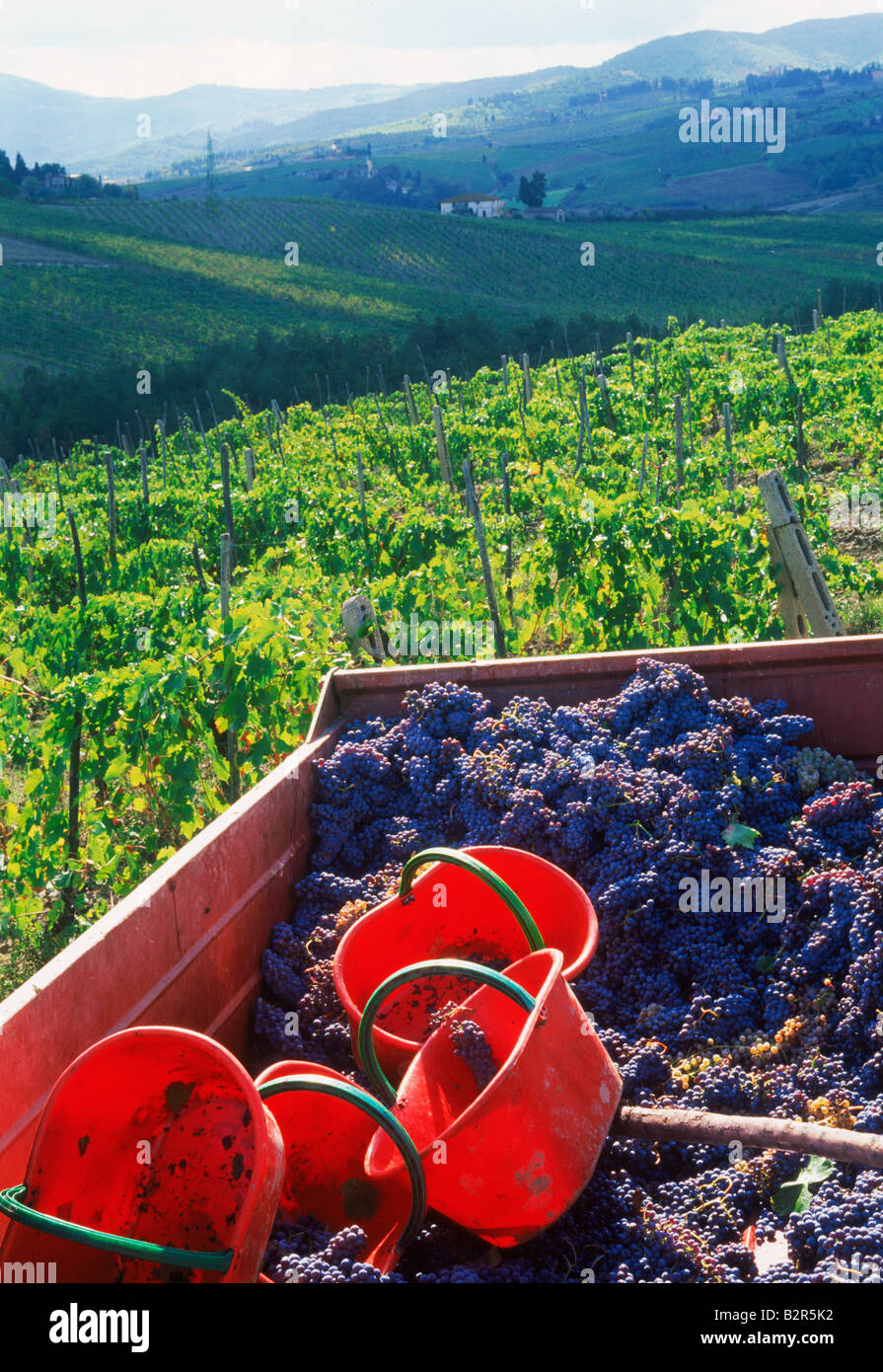 Wagon filled with chianti grapes and buckets in Toscana region of France Stock Photo