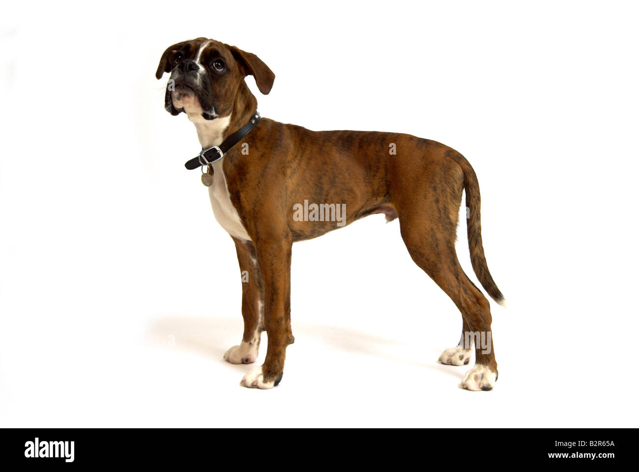 Boxer Dog 6 months old puppy Stock Photo