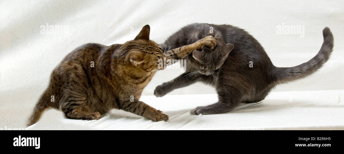 2 cats fighting / playing Stock Photo Alamy
