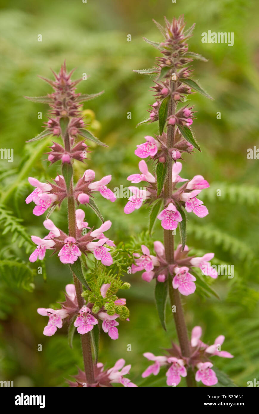Tall Pink Spikes of Wild Marsh Woundwort Flowers on the Verge of Unmade
