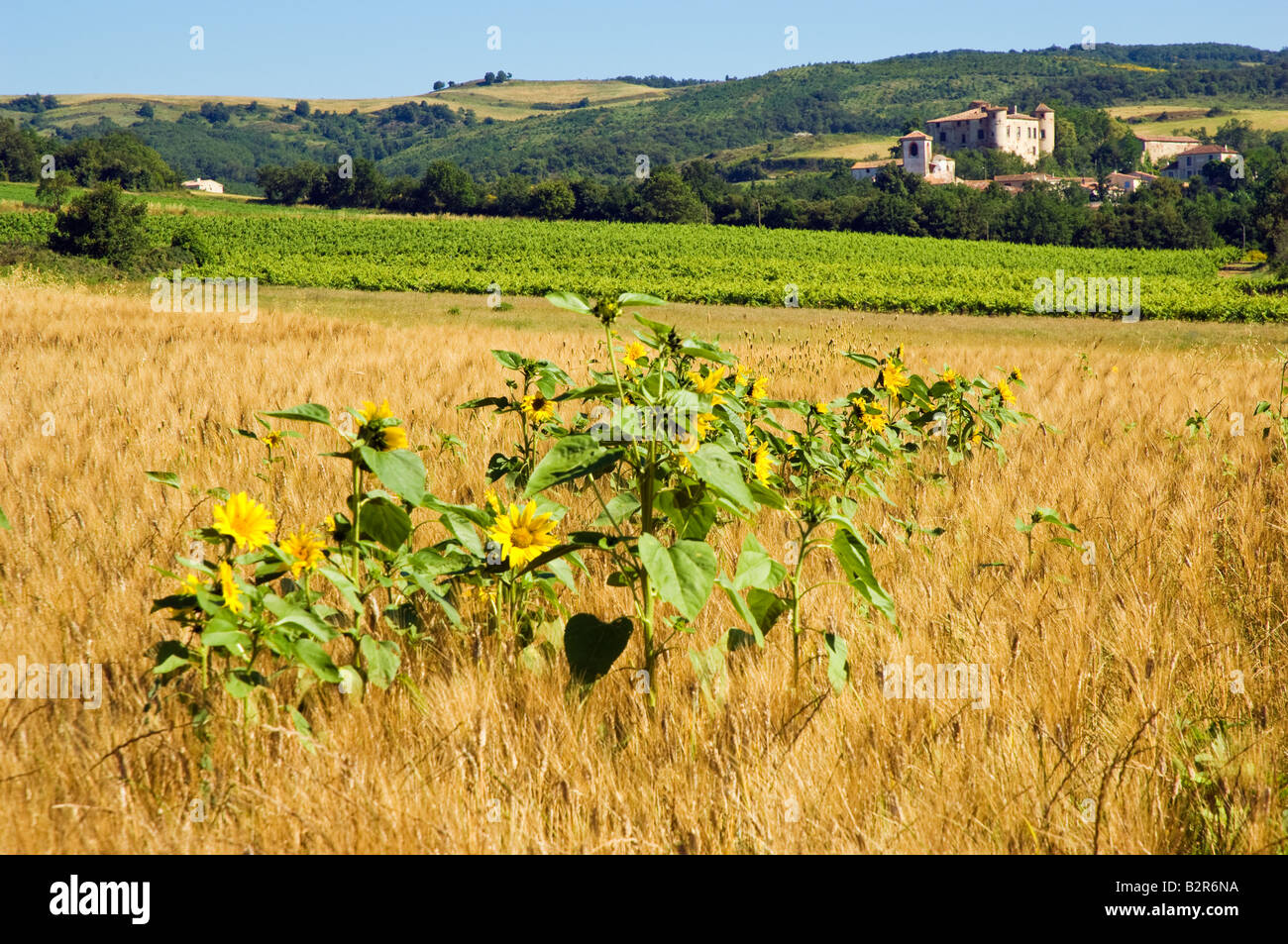 Sunflowers growing in a yellow grain field nr village of Villarzel du