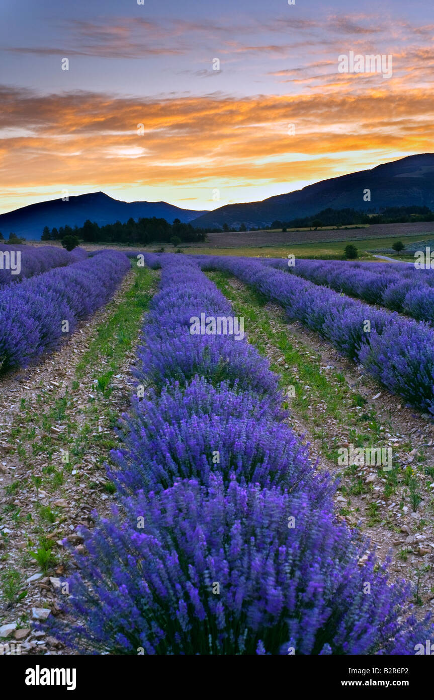 Dawn on the lavender fields near Sault with the Montagne du Buc in the distance Stock Photo