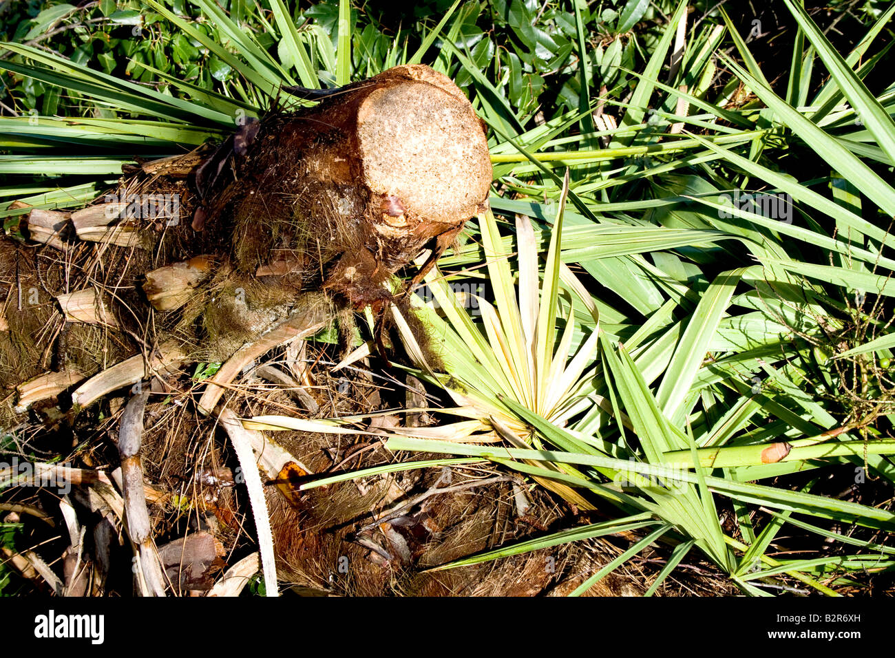 Palm tree stump among multiple palm fronds Stock Photo