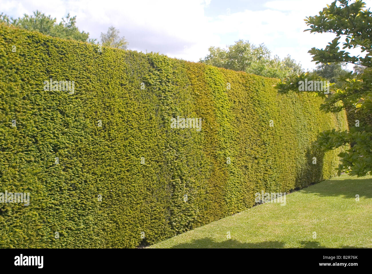 Yew_hedge hires stock photography and images Alamy