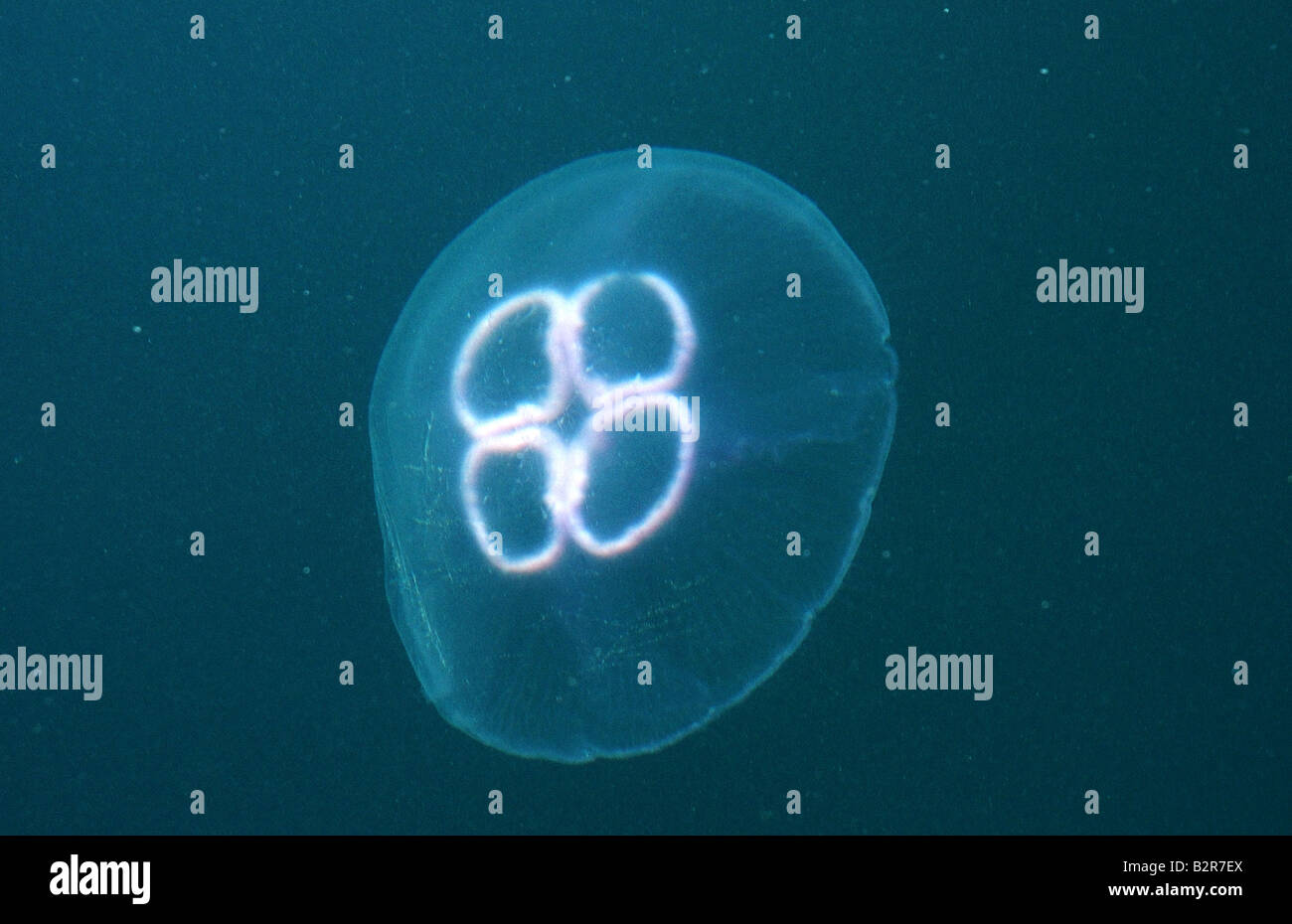 Alien like Jelly Fish Strangford Lough Northern Ireland Stock Photo - Alamy