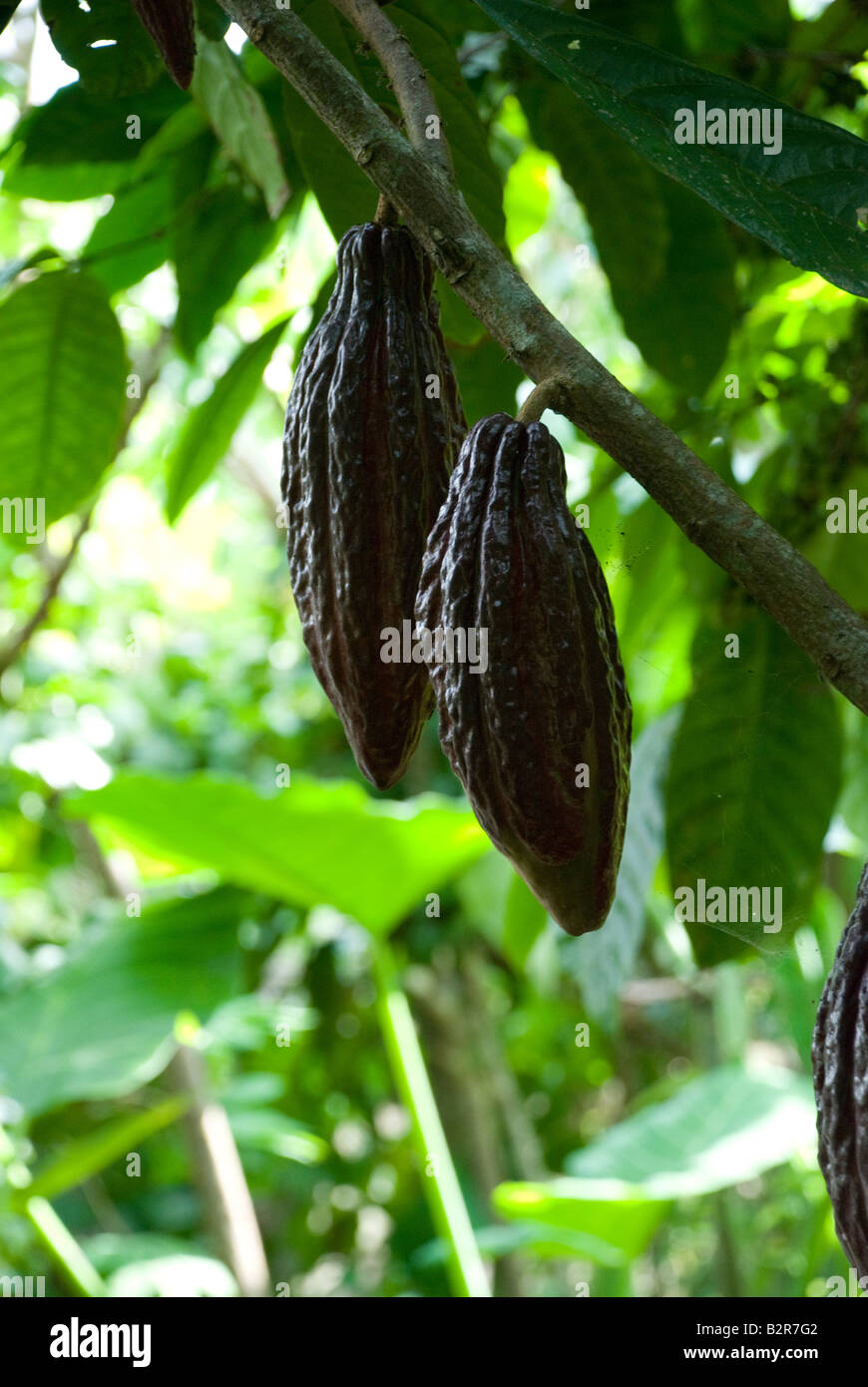 cocoa beans pods tree bali indonesia leaves chocolate plant jungle Stock Photo