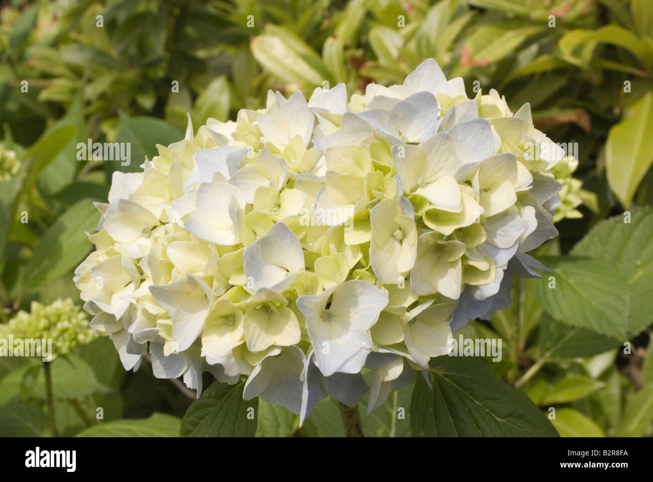 Pale Blue and Cream Hydrangea Flowers in Bloom in a Helensburgh Garden ...