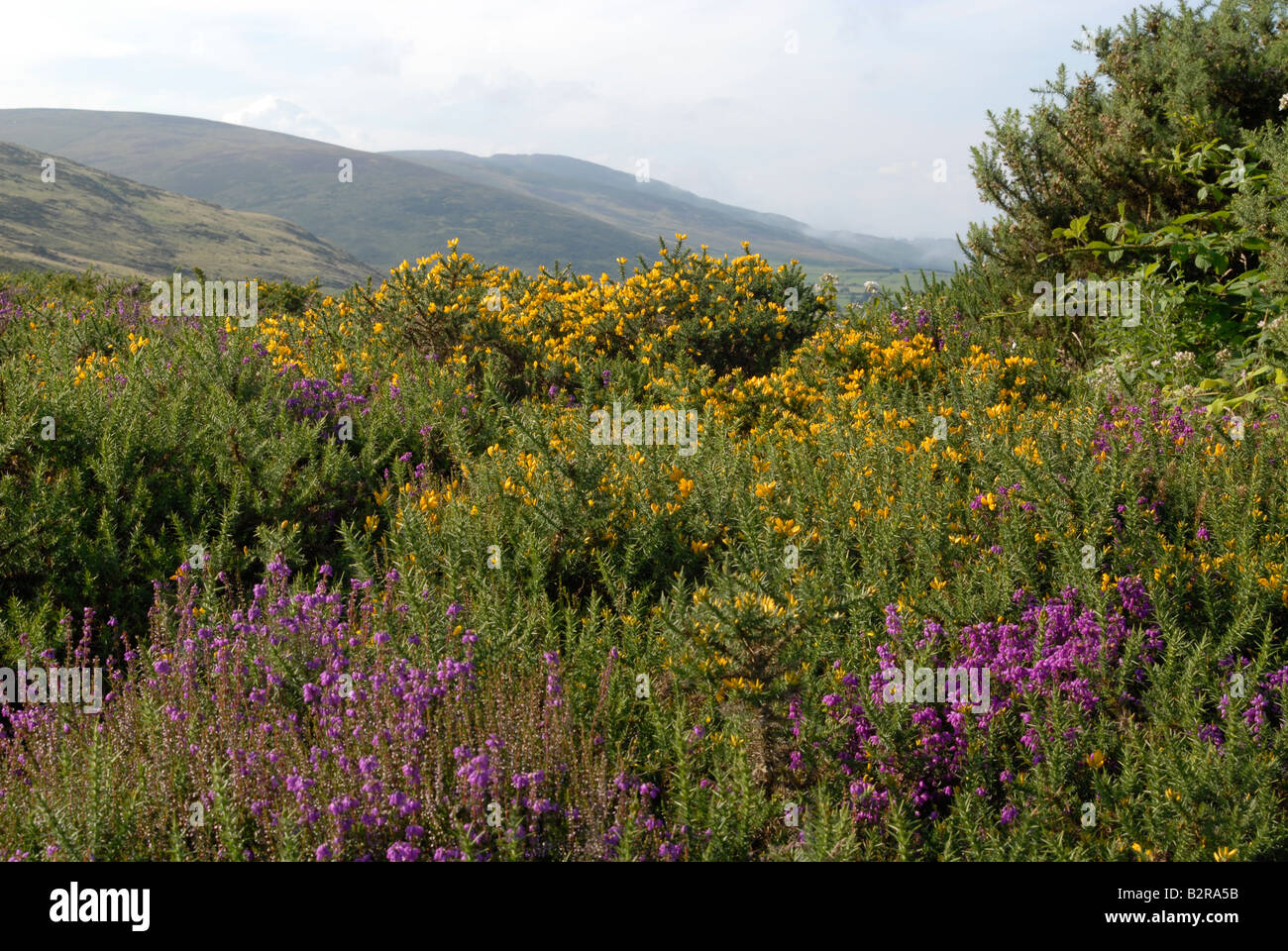 Landscape at Carlingford Mountain, Cooley Peninsua Stock Photo