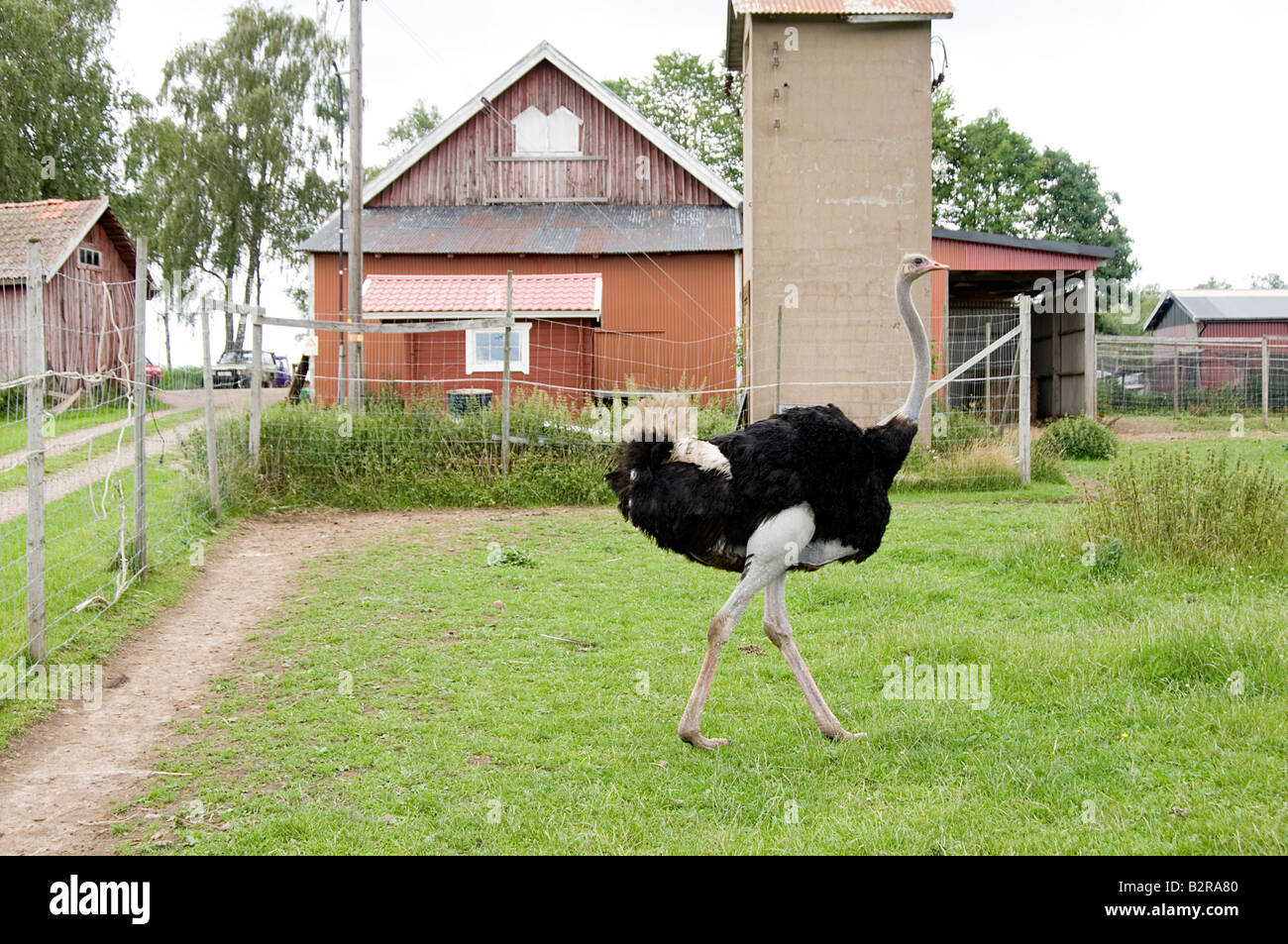 ostrich farm farming bird breed breeding feather egg meat Stock Photo