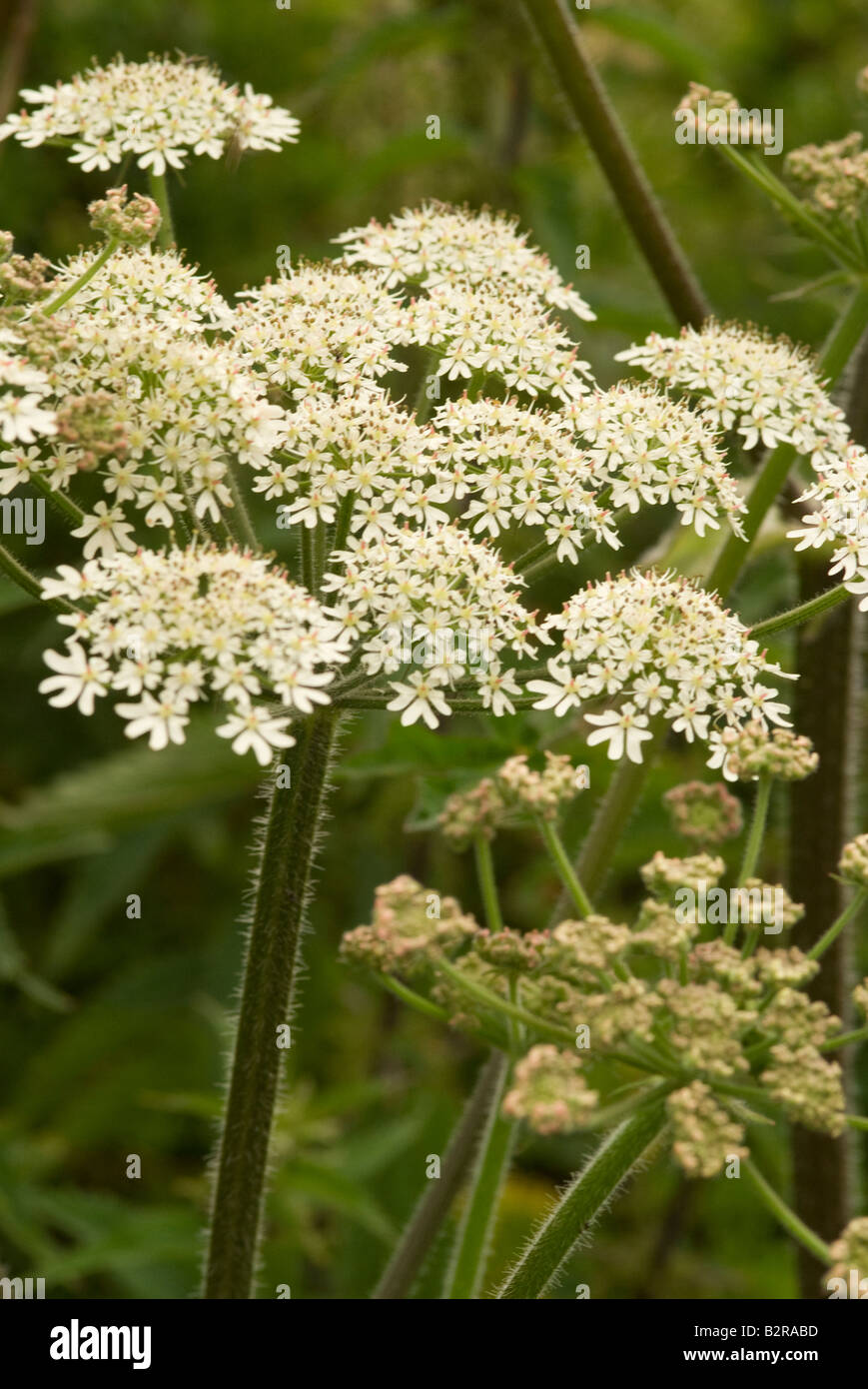 White Umbels of Flowering Cow Parsnip in Hedgerow near Carrick Dumfries and Galloway scotland United Kingdom UK Stock Photo