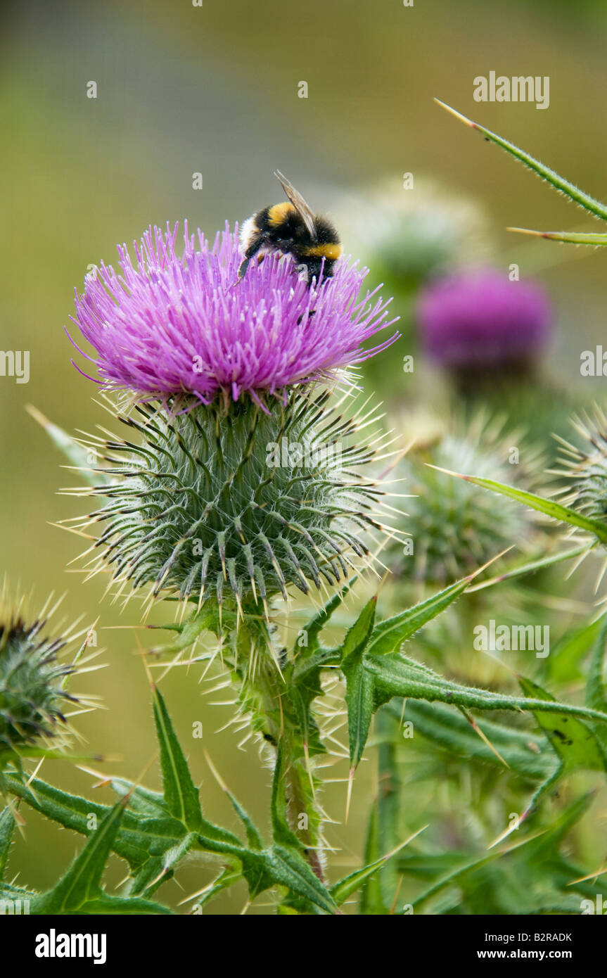 Scottish Thistle High Resolution Stock Photography and Images Alamy