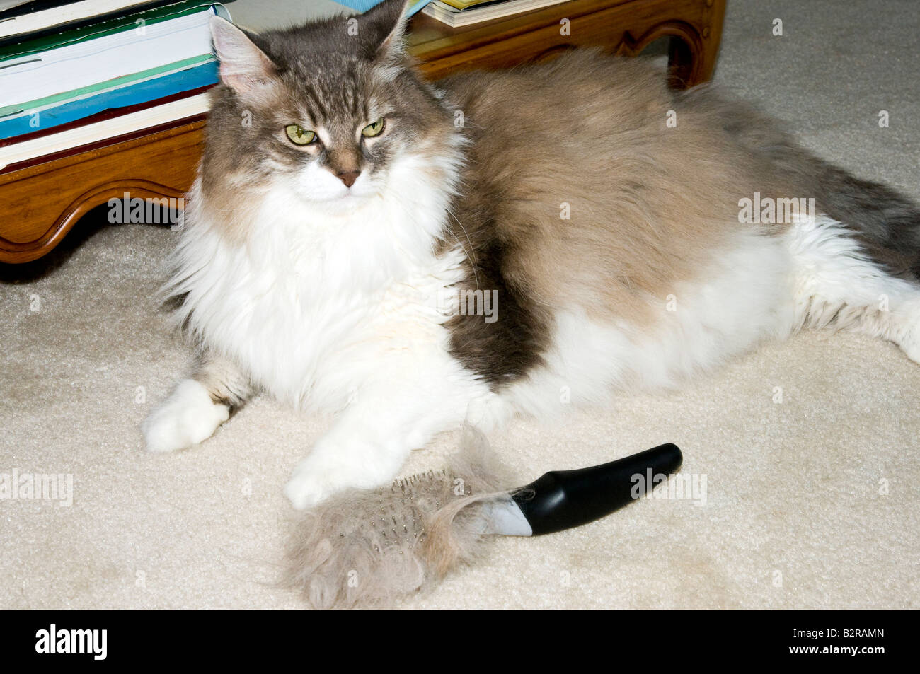 Long haired cat "Miss Nibs" with her hair brush Stock Photo Alamy