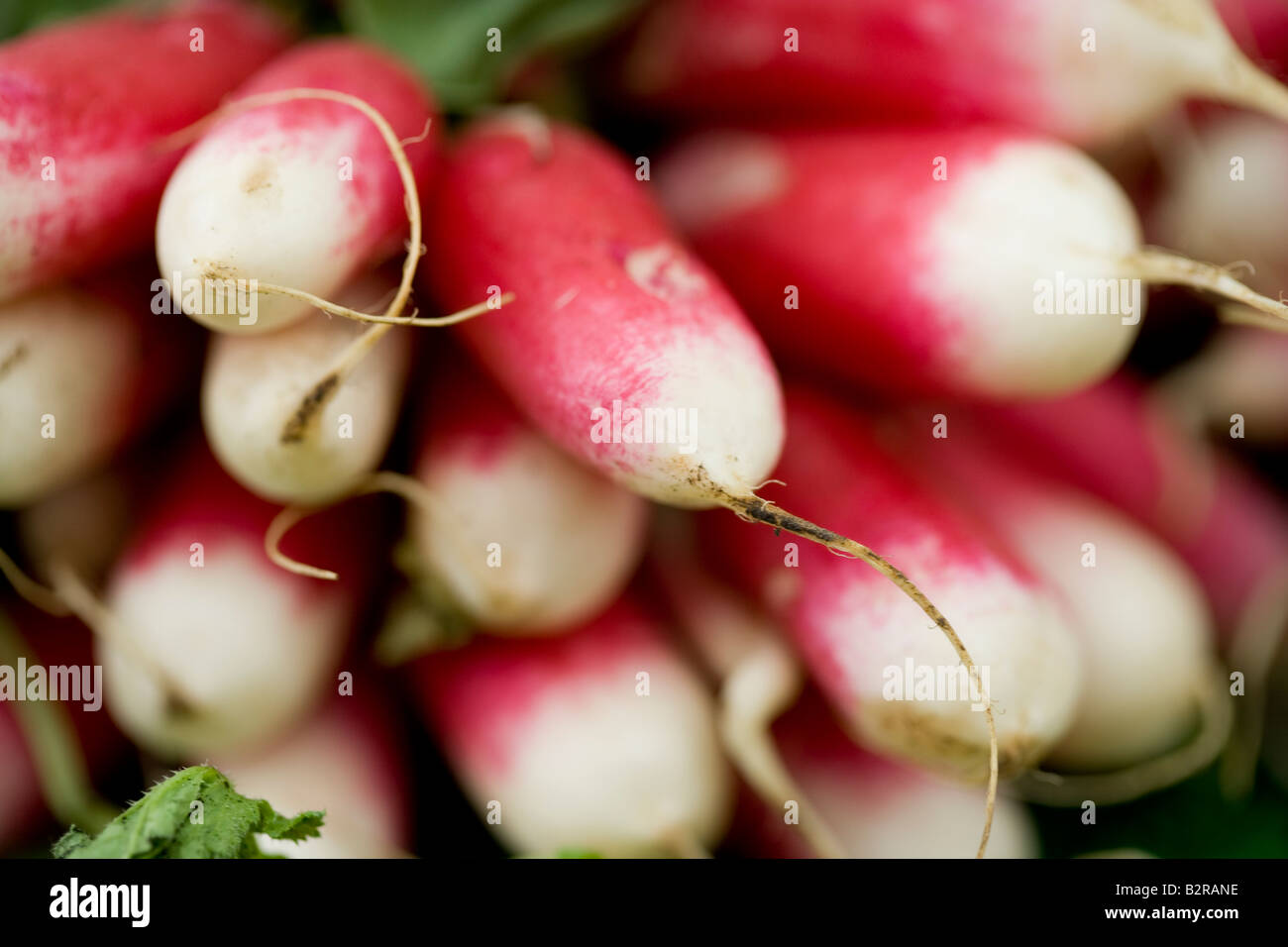 Radish, Vegetable, Isolated, Food, Groceries, Freshness, Red, Healthy Eating, Root, Green, Organic, Food And Drink, Isolated On Stock Photo
