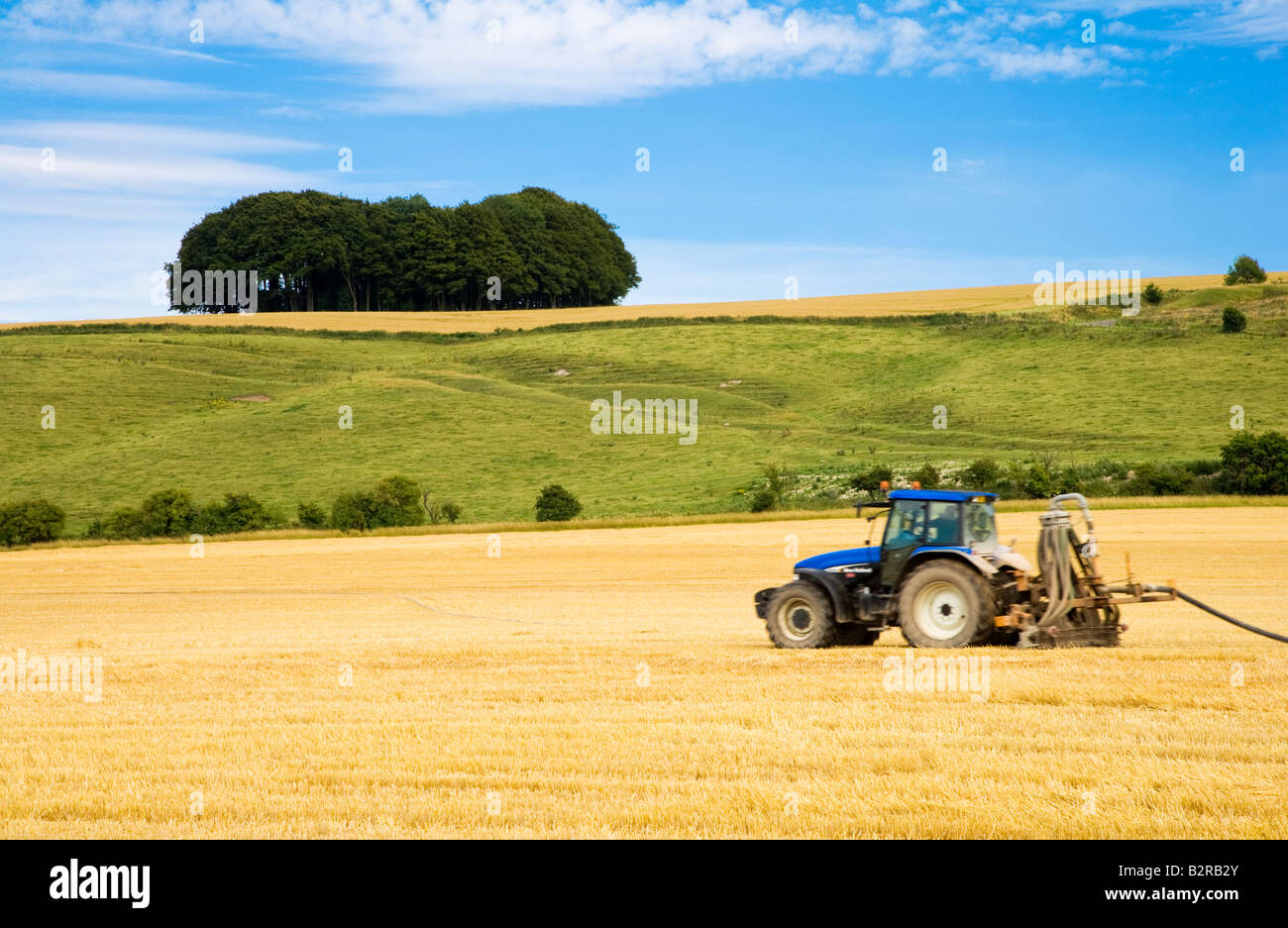 Typical Wiltshire landscape scene in summer with tractor and beech clump, England, UK Stock Photo