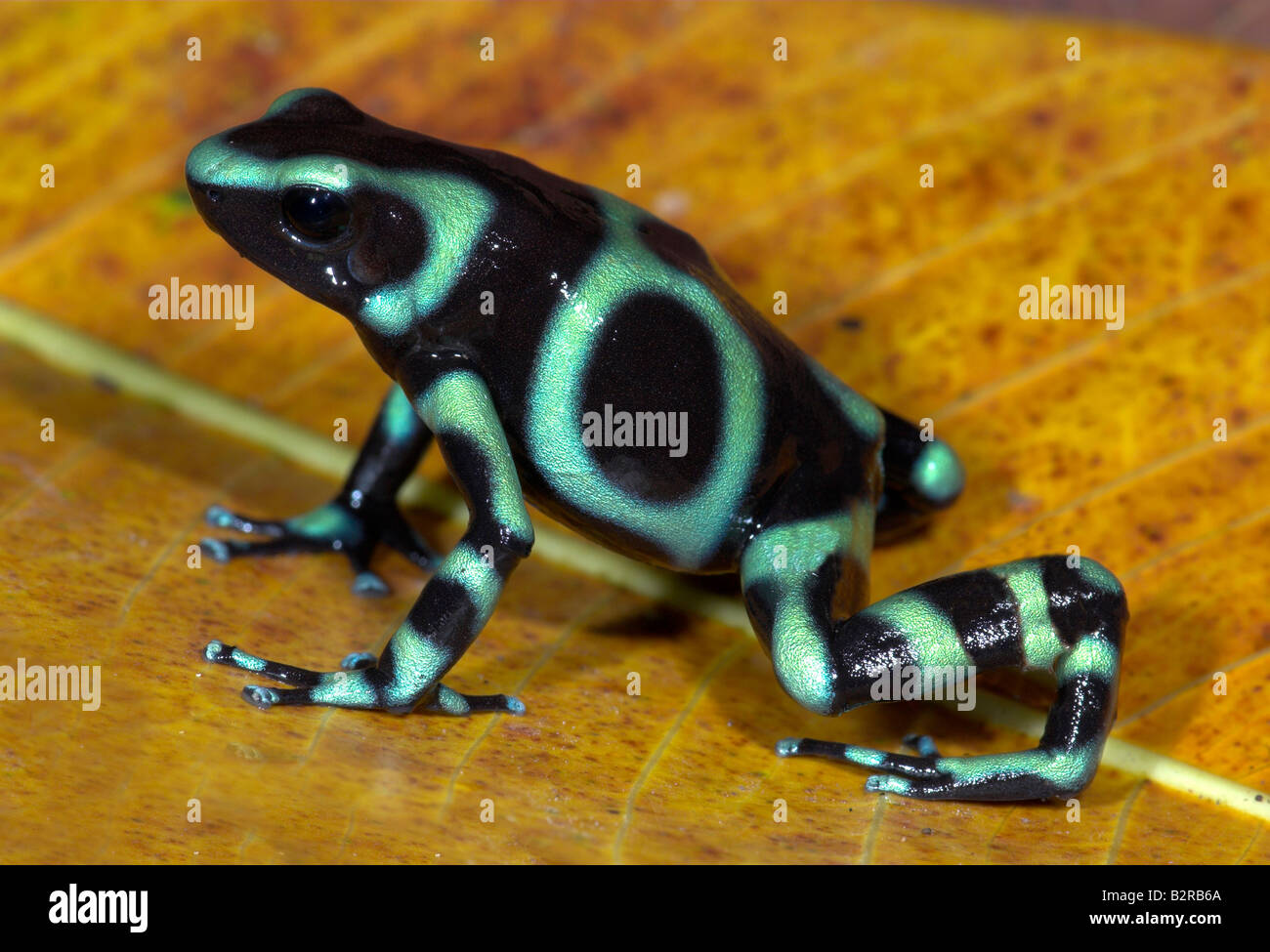 Green and black poison dart or arrow frog Dendrobates auratus Costa Rica Stock Photo