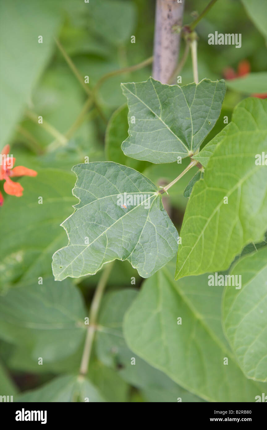 CATERPILLAR DAMAGE TO GREEN RUNNER BEANS GROWING IN A VEGETABLE GARDEN