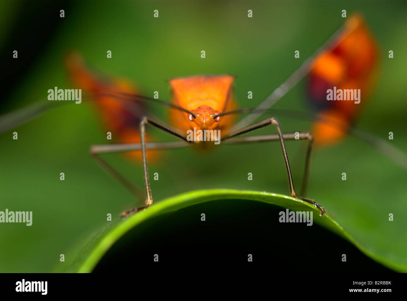 Bug hi-res stock photography and images - Page 5 - Alamy
