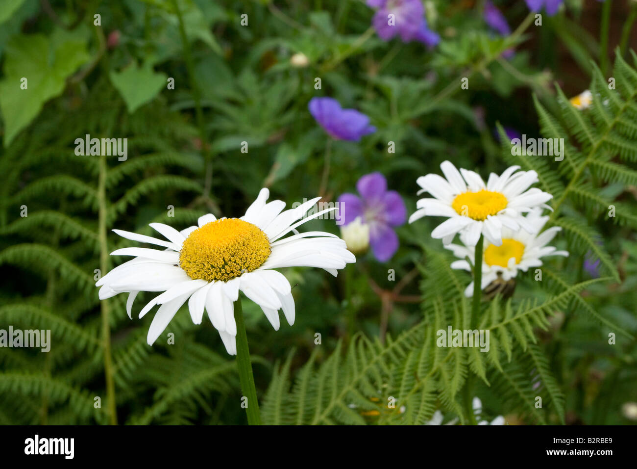 Ox eyed daisies in a cottage garden Stock Photo