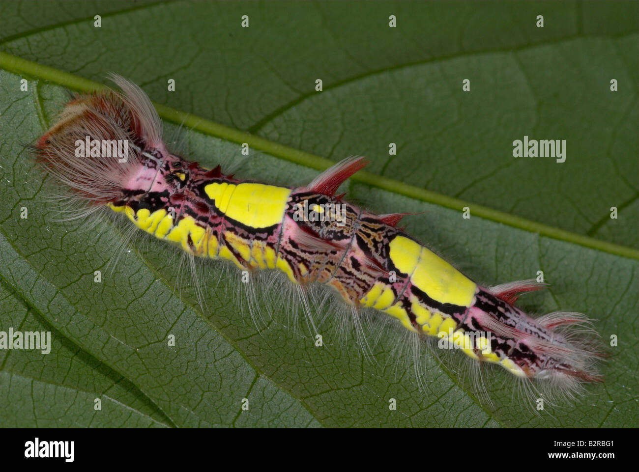 Morpho peleides Butterfly Caterpillar South & Central America Stock Photo