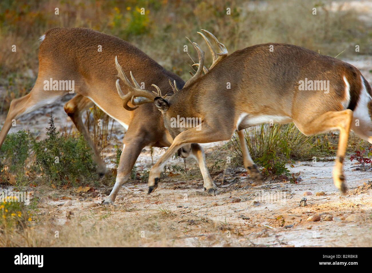 Whitetailed Deer Odocoileus virginiannus Burneyville Oklahoma USA